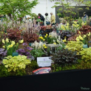 Plantagogo Heuchera display at Harrogate Spring Flower Show