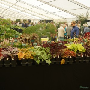 Blenheim Palace Flower Show sales table – yummy!