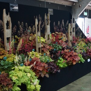 Plantagogo 2014 display at the Harrgate Autumn Flower Show.