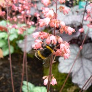 A bee on Heuchera flowers