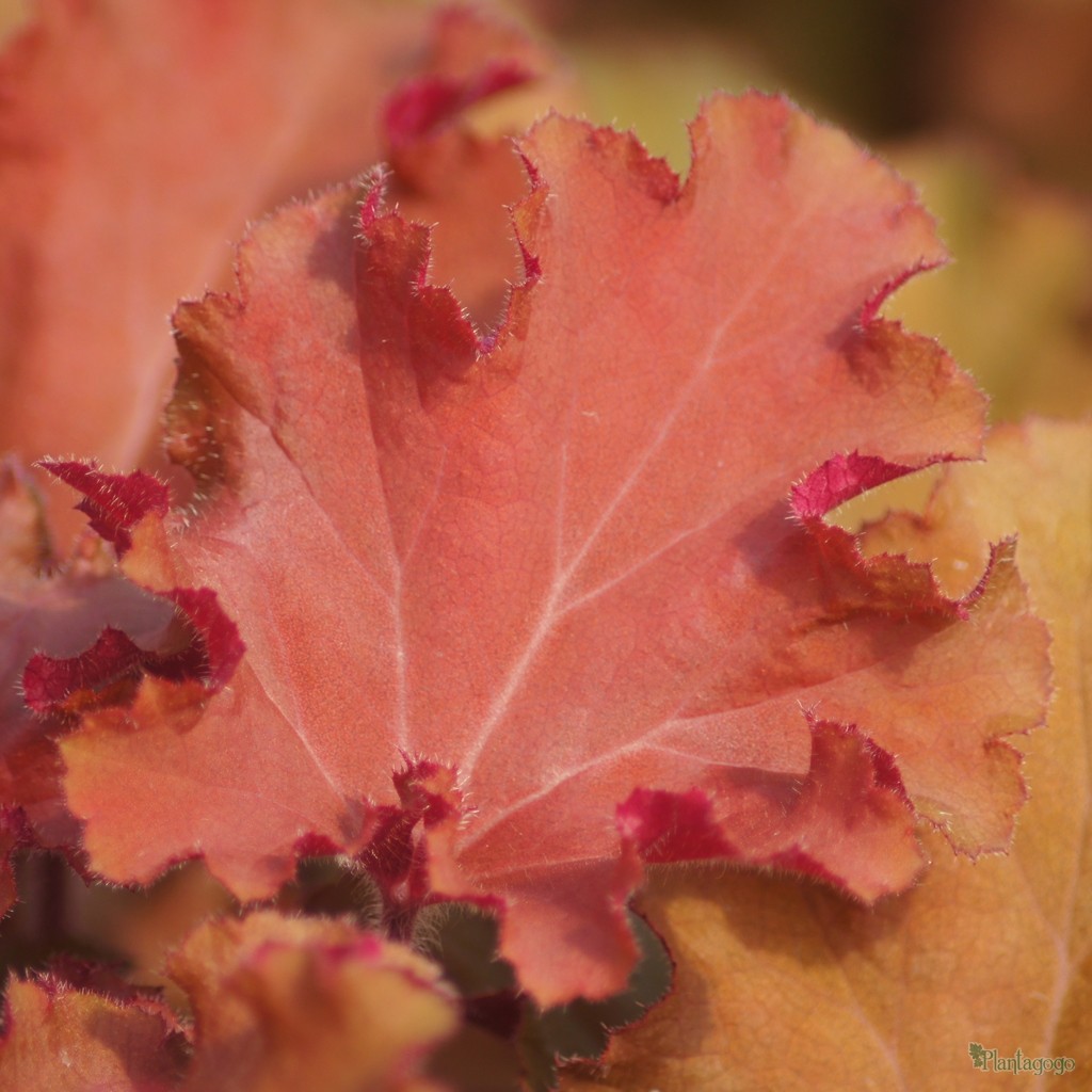Heuchera 'Tangerine Wave' close up of leaf