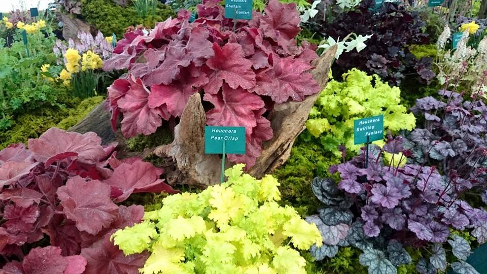Heuchera great for easy to care for gardens