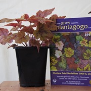 Plantatgogo Heuchera catalogue