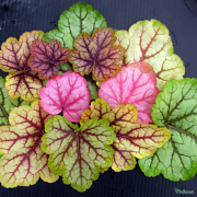 Heuchera Circus all the colours it can go in during the year, not all at once though 