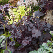 Heuchera Creole Nights in one of our displays 