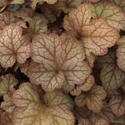 If grown in shade Heuchera Pinot Gris will go these shades