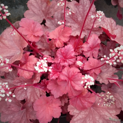 Heuchera Rio in Spring looking a bit pinkie here, they change depending on position.