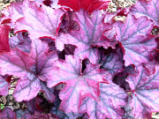 Heuchera Sugar Berry grown in full sun at the end of the summer.