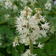 Tiarella Appalachian Trail close up of flower