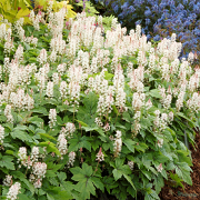 Tiarella Crow Feather in full flower during Spring