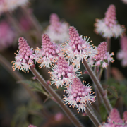 Tiarella Mint Chocolate Close up of flowers in Spring