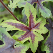 Tiarella Morning Star close up of leaf in Summer