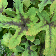 Tiarella Starburst close up of foliage 