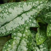 close up of the leaf