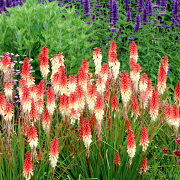 Kniphofia Orange vanilla popsicle looks great planted in groups 