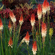 A shorter version of red hot poker great for smaller gardens 