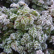Frost on new leaves in Spring ...Very hardy