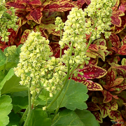 Close up of the unusual flowers on Heuchera Blondie in Lime 