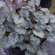 A young Heuchera Cezanne all ready starting to throw buds 