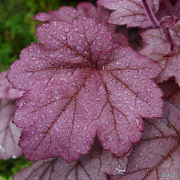 Close up of the leaf after the rain Heuchera Grape Soda 