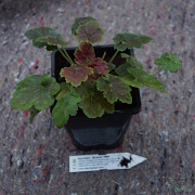 Size and condition of Heuchera Miracle you can expect