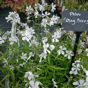 Phlox 'May Breeze' is a good ground cover plant for partial shade .