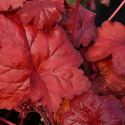 Heuchera 'Fire Alarm' in Summer close up of leaf