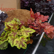 The plant in the center is Heucherella Solar Power which is cascading 