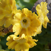 Primula Butterscotch Ruffles has large strong flowers.
