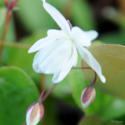 close up of pure white flowers of Epimedium 'Niveum'