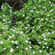 Plant a few Geranium Katherine Adele together to create beautiful swathes of white flowers on pretty foliage.