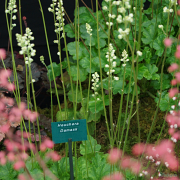 Heuchera Damask looking beautiful in one of our Chelsea Gold medal displays 