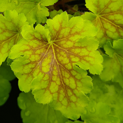  Lose up on a leaf in early summer, as colour start to fade out and the leaf becomes all lime green .