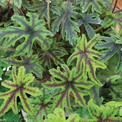 Tiarella x 6 mix all different - Suitable for shade