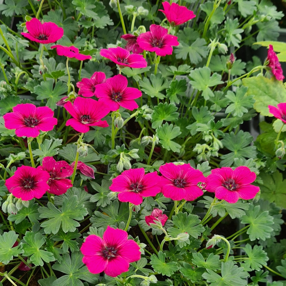Geranium cinereum 'Jolly Jewel Raspberry'