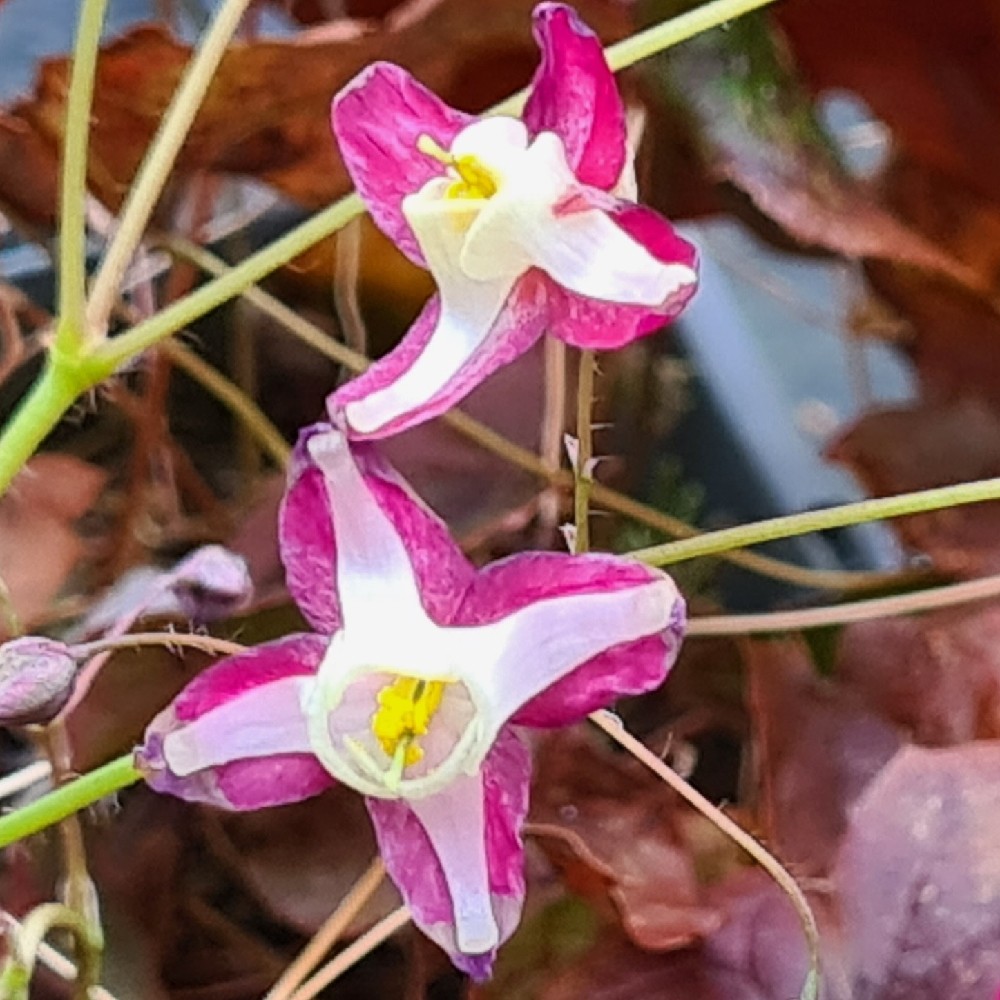 Epimedium × rubrum 'Galadriel'