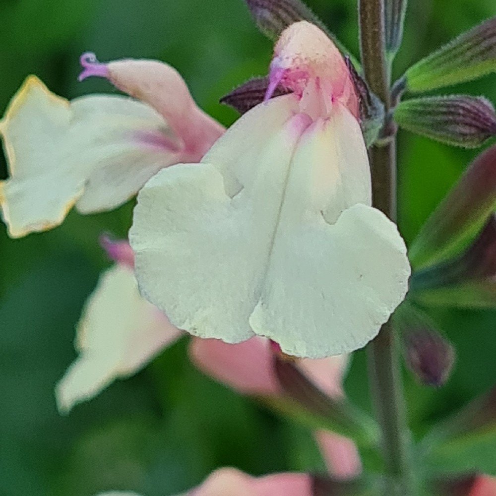 Salvia microphylla 'Trelissick Creamy Yellow'