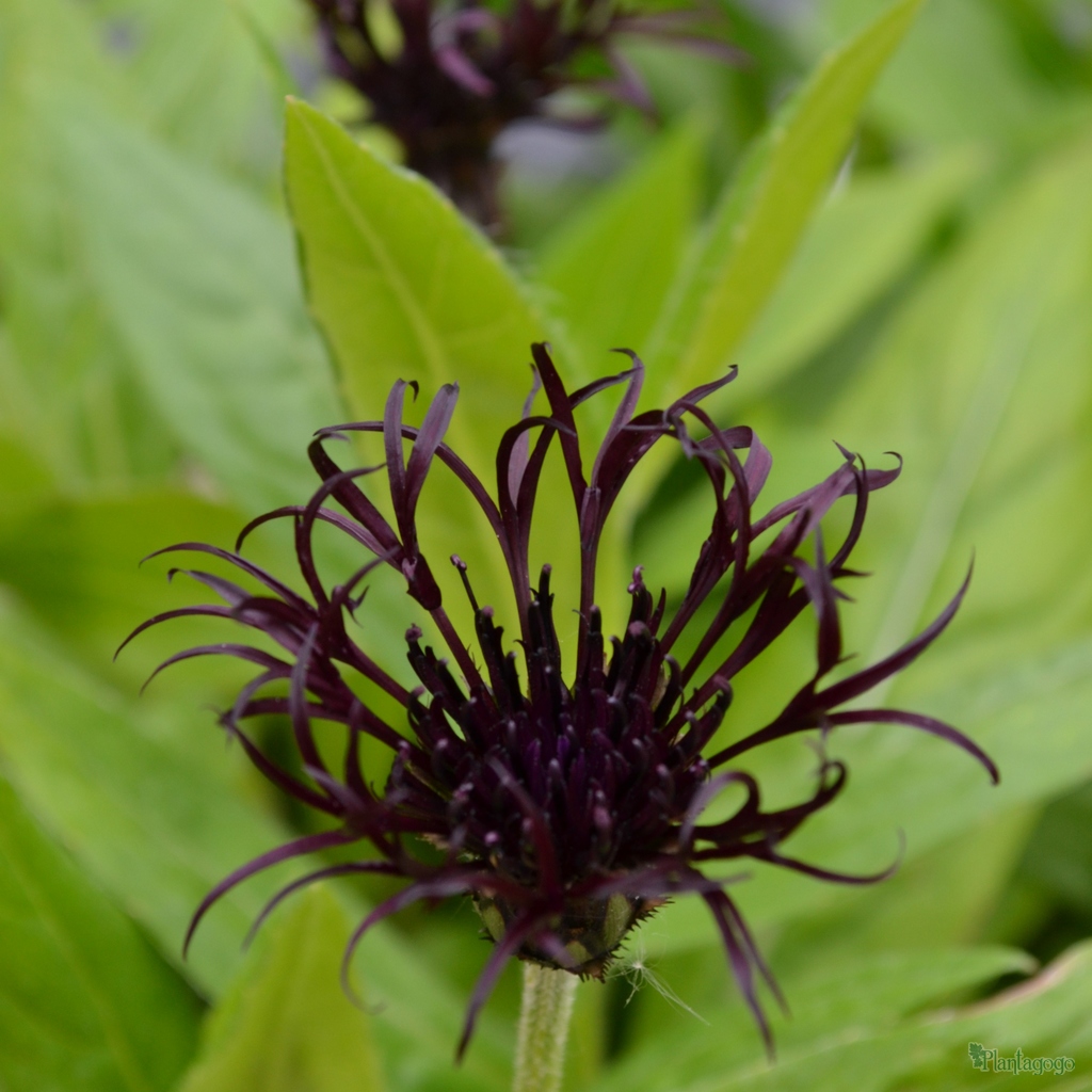 Centaurea montana 'Black Sprite' 