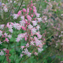 Heucherella 'Pink Whisper'