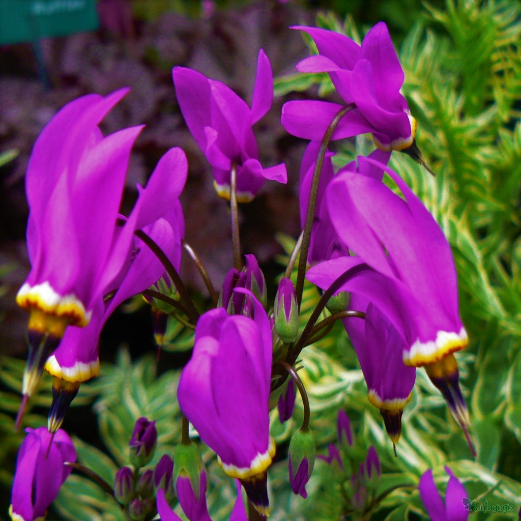 Dodecatheon 'Red Wings'