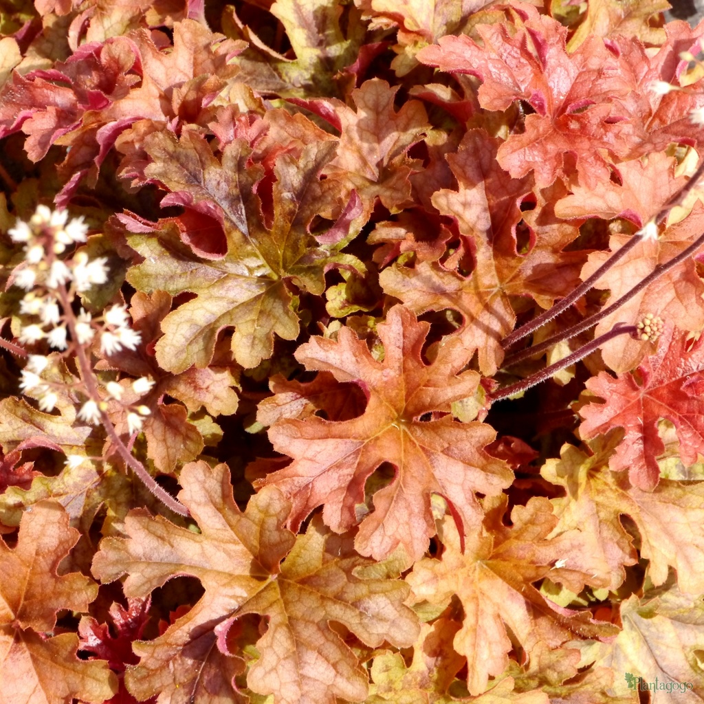 Heucherella 'Autumn Cascade' 