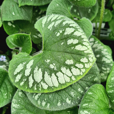 Brunnera macrophylla 'Emerald Mist'