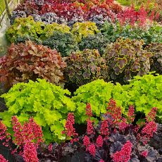 How to literally get your hands on our RHS award winning Heuchera 