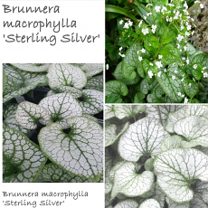 Brunnera Special Collection