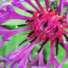 Centaurea montana 'Violetta'