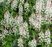  Tiarella x 10 mixed box all different - Suitable for shade
