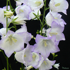 Campanula Persicifolia 'George Chiswell'