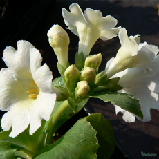 Primula auricula - allionii x pubescens 'Harlow Carr'